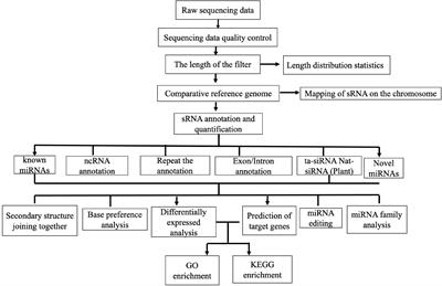 MicroRNA Profile of MA-104 Cell Line Associated With the Pathogenesis of Bovine Rotavirus Strain Circulated in Chinese Calves